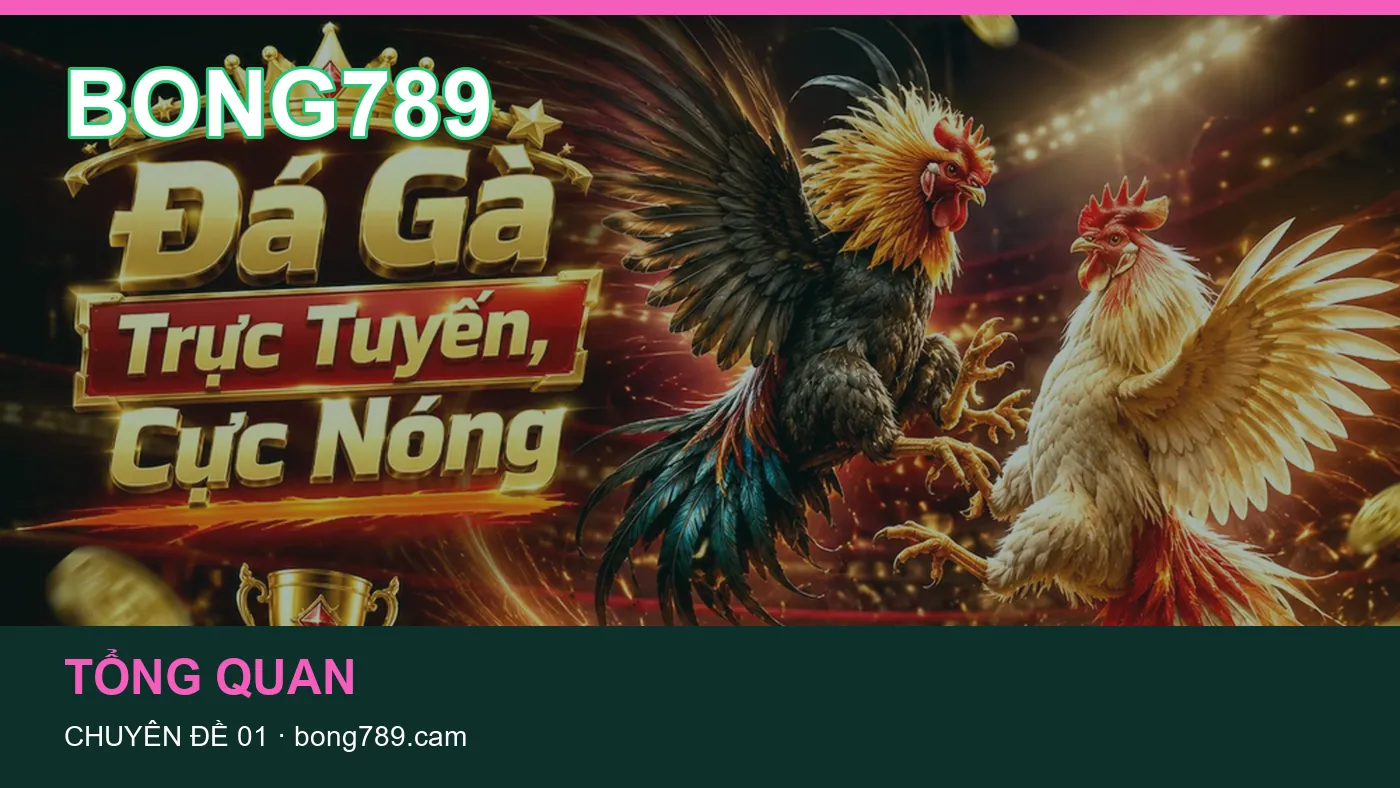 Trải nghiệm Tổng quan trên điện thoại cùng cẩm nang BONG789